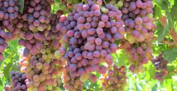 Chile’s grape production continues decline