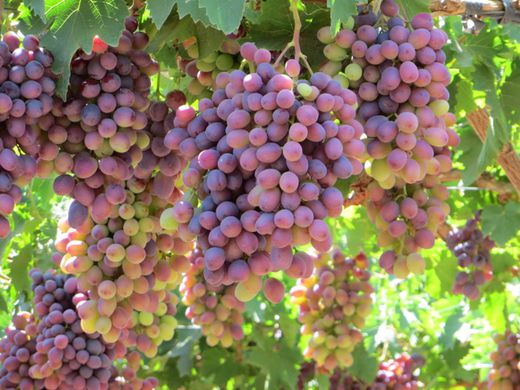 chile grapes