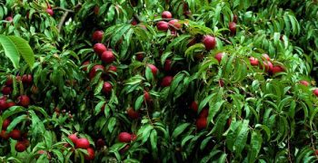 Chilean peach and nectarine exports jump 11.4%