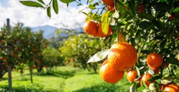 Spanish citrus set for sharp fall in 2017/18