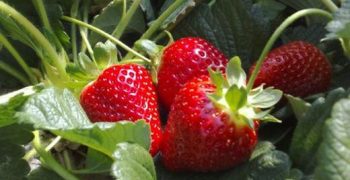 Dutch strawberry growers aim to vanquish the Spanish