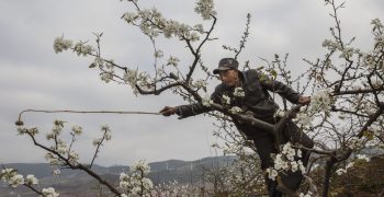 Human pollinators do bees’ work in rural China