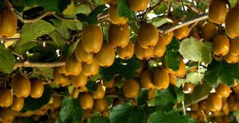 Gold kiwifruit production on the rise in New Zealand