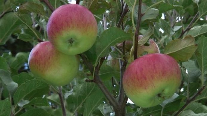 manzana alemana