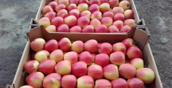 Adverse weather leads to Poland’s apple production plunging by 34.7% in 2017