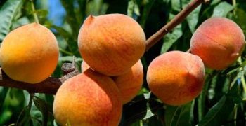 Plum Pox poses serious threat to France’s peach harvest