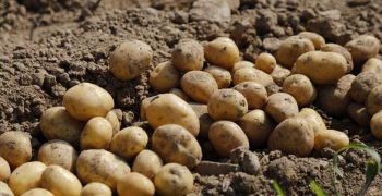 Russia to end reliance on imported potato