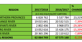 Good South African table grape yield despite ongoing drought