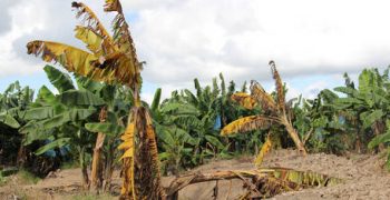 Fusarium wilt disease triggers race to find resistant banana variety