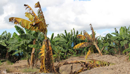 banana fusarium