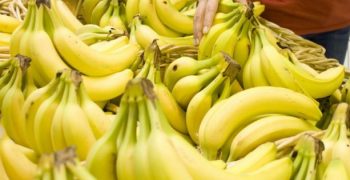 Global banana market in crisis