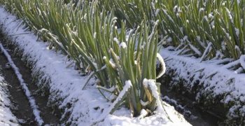 Cold snap hits vegetable, citrus and avocado crops of central Chile