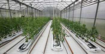 Netherlands greenhouse agriculture targets climate-neutrality by 2040