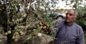 Demands for tighter controls in Spain on imported olive trees from Morocco