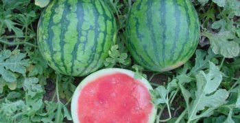 Almeria’s watermelon prices crash