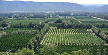 Industrial action brings Sundays River Valley citrus to a standstill