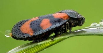 EU refers Italy to Court of Justice for inadequate response to harmful ‘Xylella fastidiosa’ organism