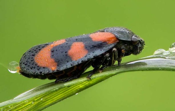 xylella fastidosa