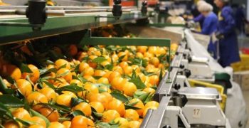 Moroccan citrus production boosted by improved weather and access to US market