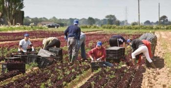 Calls for greater EU efforts to protect farmers against price volatility