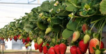 Calls for Italian government to permit use of Chloropicrin in strawberry production