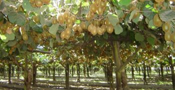 Chilean kiwi producers eye India as potential destination