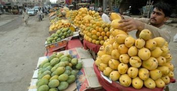 UK rejects Pakistani mango consignment upon detecting fruit fly