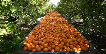 Brazil orange crop expected to plummet by 27% in 2018/19