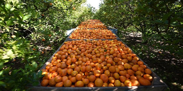 naranjas brasil