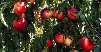 EU peach and nectarine production expected to fall 11% in 2018