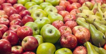 Better year forecast for Dutch pears and apples