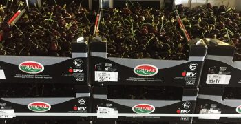 BFV reports record sales of more than 2 million kg cherries