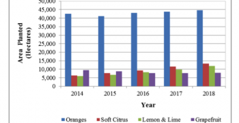 South Africa registers growth in citrus production and exports