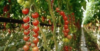 Construction underway of giant tomato greenhouse in Suffolk