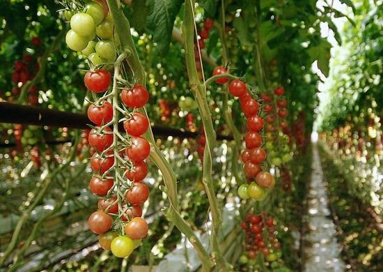 suffolk tomate