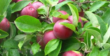 Dry weather causes fall in Netherlands apple and pear harvest estimates of 5 to 10%