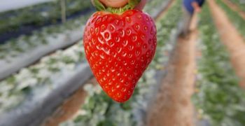 Higher prices obtained for Spanish strawberries in 2018