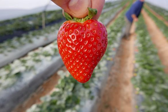 FRESAS ESPAÑOLAS