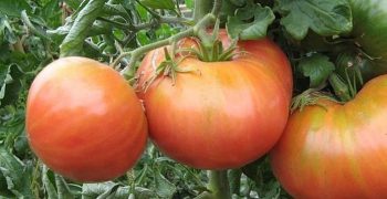 Higher average monthly prices for Spanish tomatoes in 2018