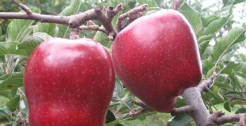 Italy’s apple crop back to normal boosted by Piedmont production