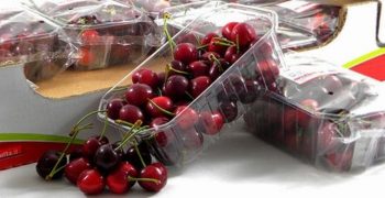 Large cherry sizes this year in Germany
