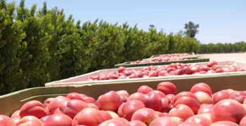 Fall in China’s stone fruit production due to weather