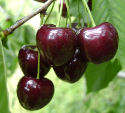 hungary cherry