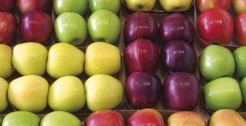 EU apple producers enjoy biggest harvest for a decade