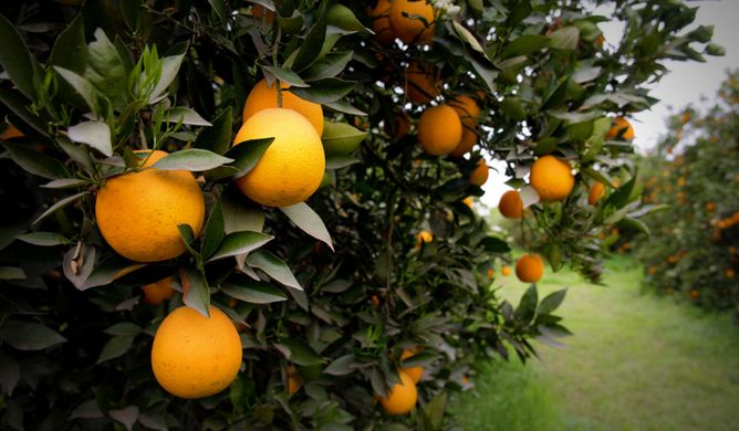 naranja brasil