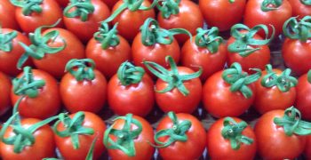 Azerbaijan, the new leading supplier of tomatoes to Russia