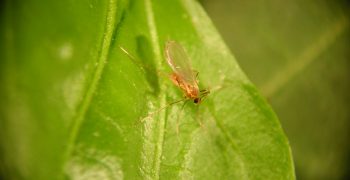 New production site enables rapid response for Aphidoletes gall midge demand