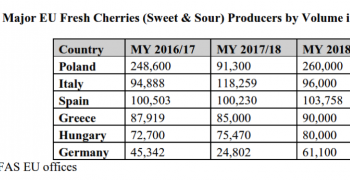 EU cherry production set to rise 30%