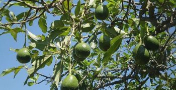 Record prices of Spanish avocado