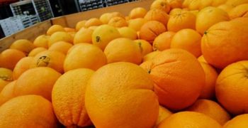 Egyptian citrus sector reaps the benefits of large-scale public investments